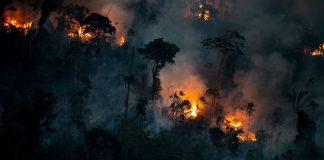Amazonian Destruction Soars Before Brazil Election