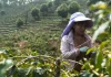 China’s Rural-Urban Divide: Implications for Economic Development