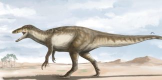 Scientists Discover New Species of Giant Dinosaur in Patagonia