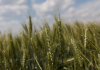 Seeds: An Unlikely Casualty of the War in Ukraine