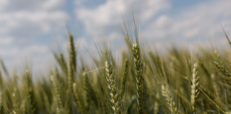 Seeds: An Unlikely Casualty of the War in Ukraine